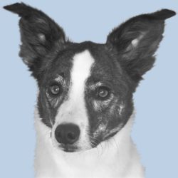 Portrait von Bürohund Lino