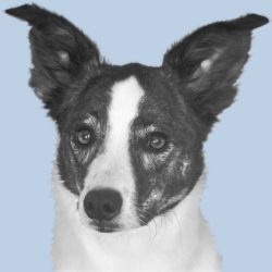 Portrait von Bürohund Lino Portrait von Bürohund Lino