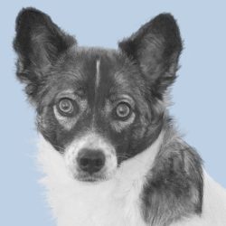 Portrait von Bürohund Lotta