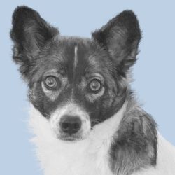 Portrait von Bürohund Lotta Portrait von Bürohund Lotta